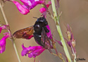 Xylocopa virginica